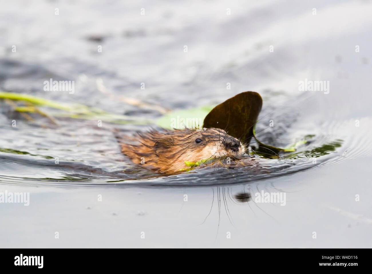 Bisamratte schwimmen in der Donau Delta Rumänien Stockfoto