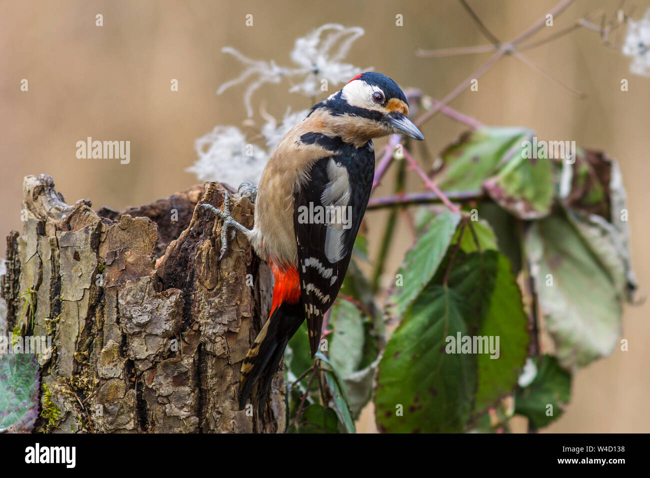 Buntspecht, Buntspecht (Dendrocopos major) Männchen Stockfoto