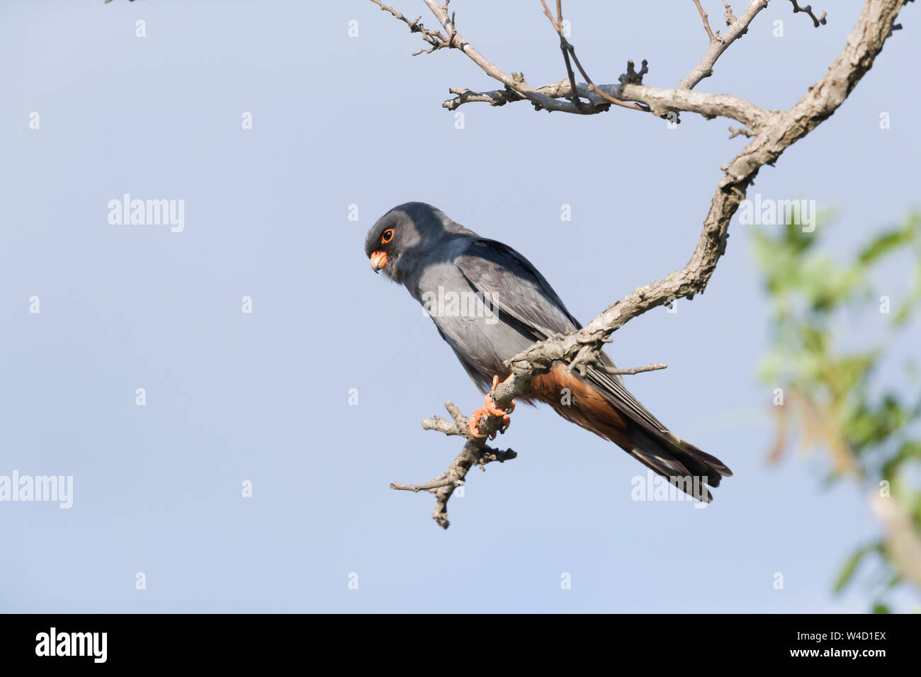 Red-footed Falcon in einem Baum im Donau Delta Rumänien hocken Stockfoto