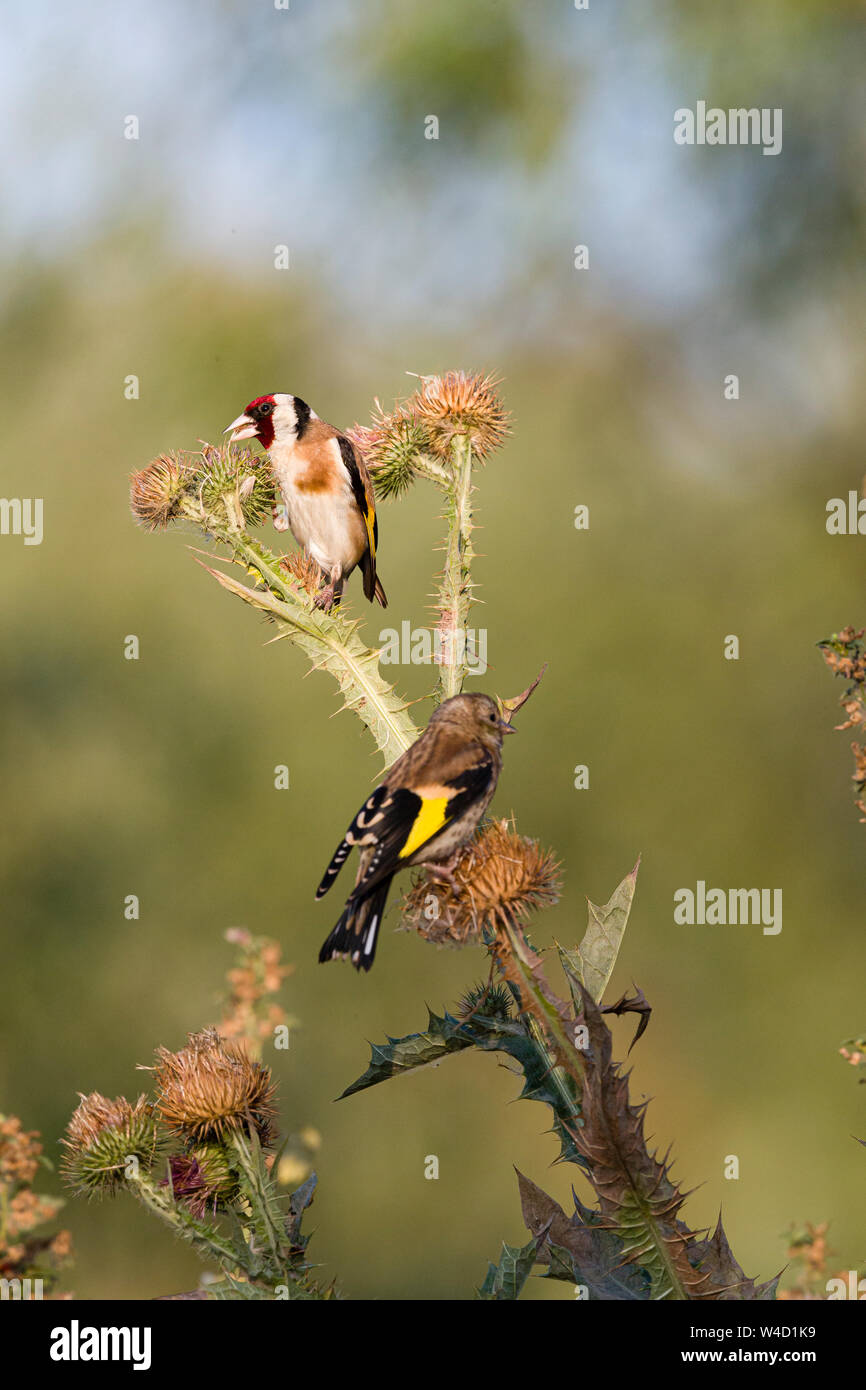 Golden Finken Goldfinches Fütterung auf teasels in Rumänien Stockfoto