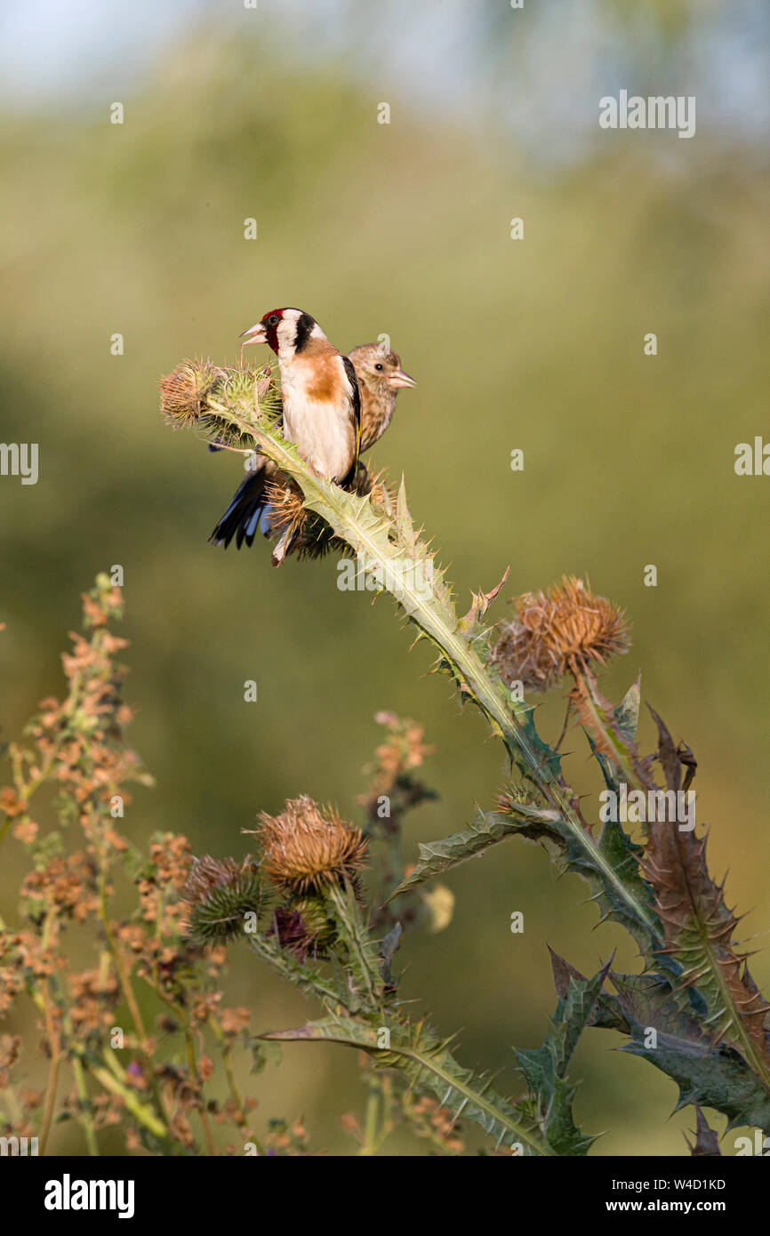 Golden Finken Goldfinches Fütterung auf teasels in Rumänien Stockfoto