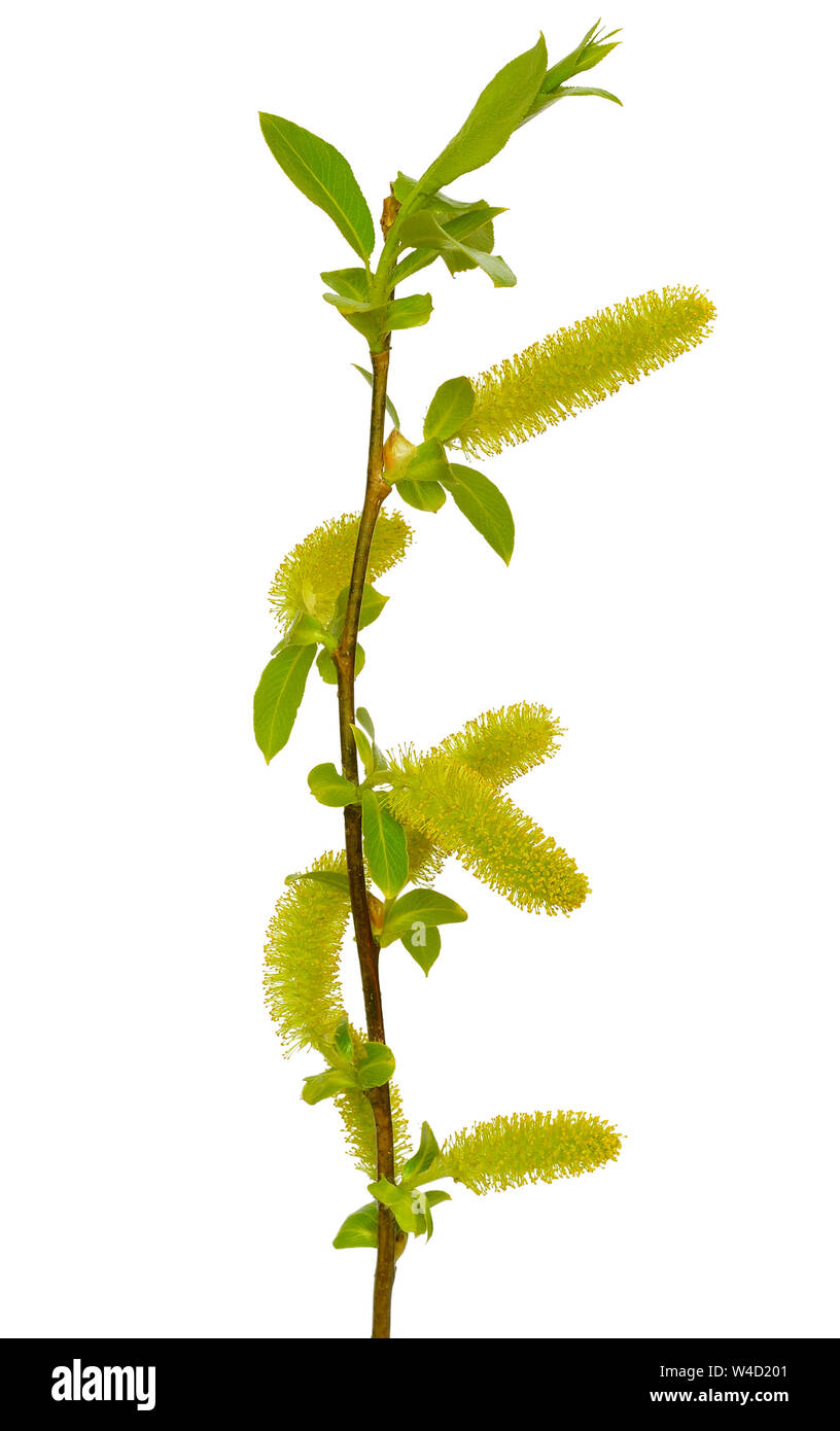 Salix blossom Fotos und Bildmaterial in hoher Auflösung Alamy