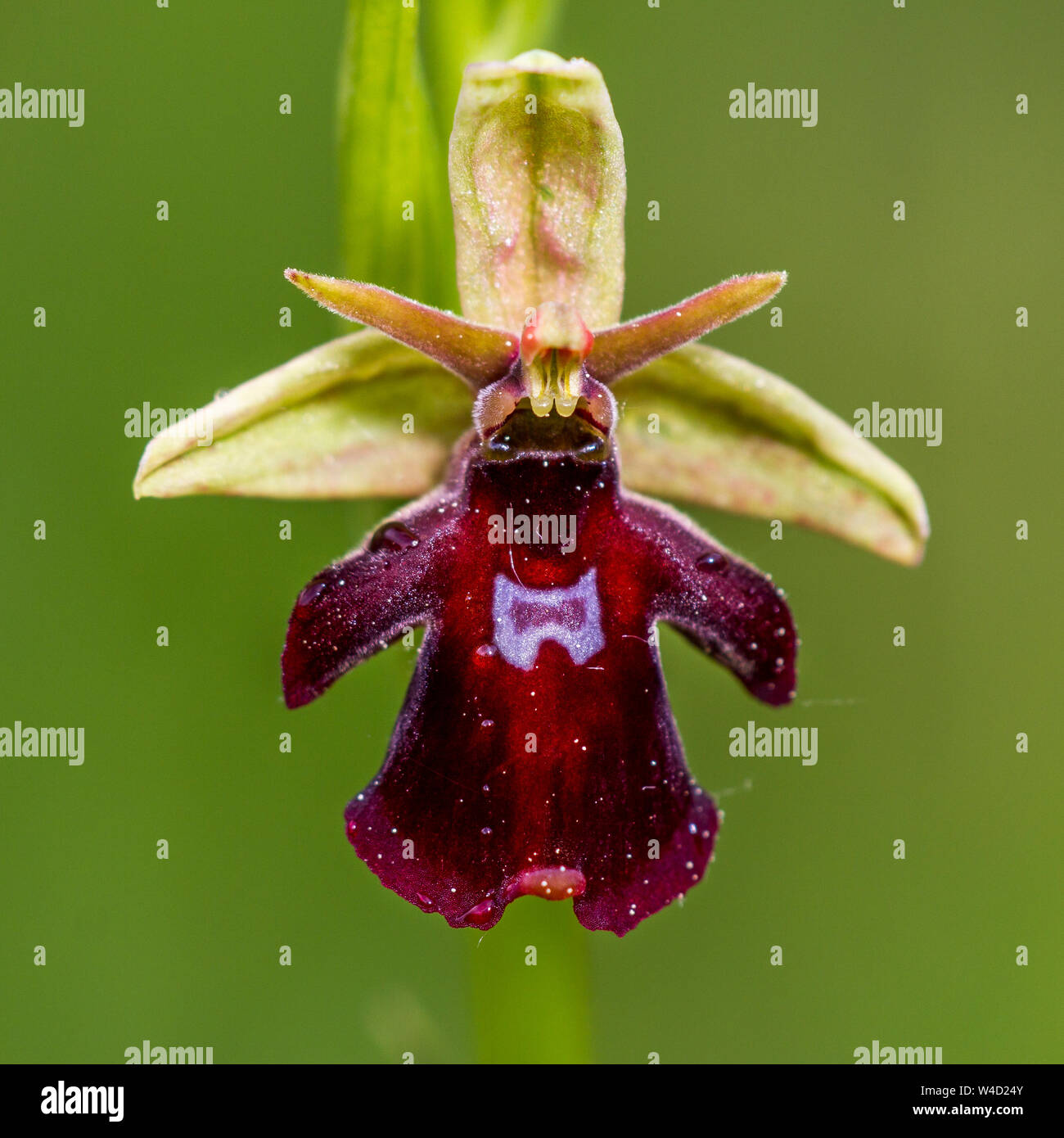 Ophrys insectifera, die Fliege Orchidee, Fliegen Ragwurz (Ophrys insectifera) Stockfoto