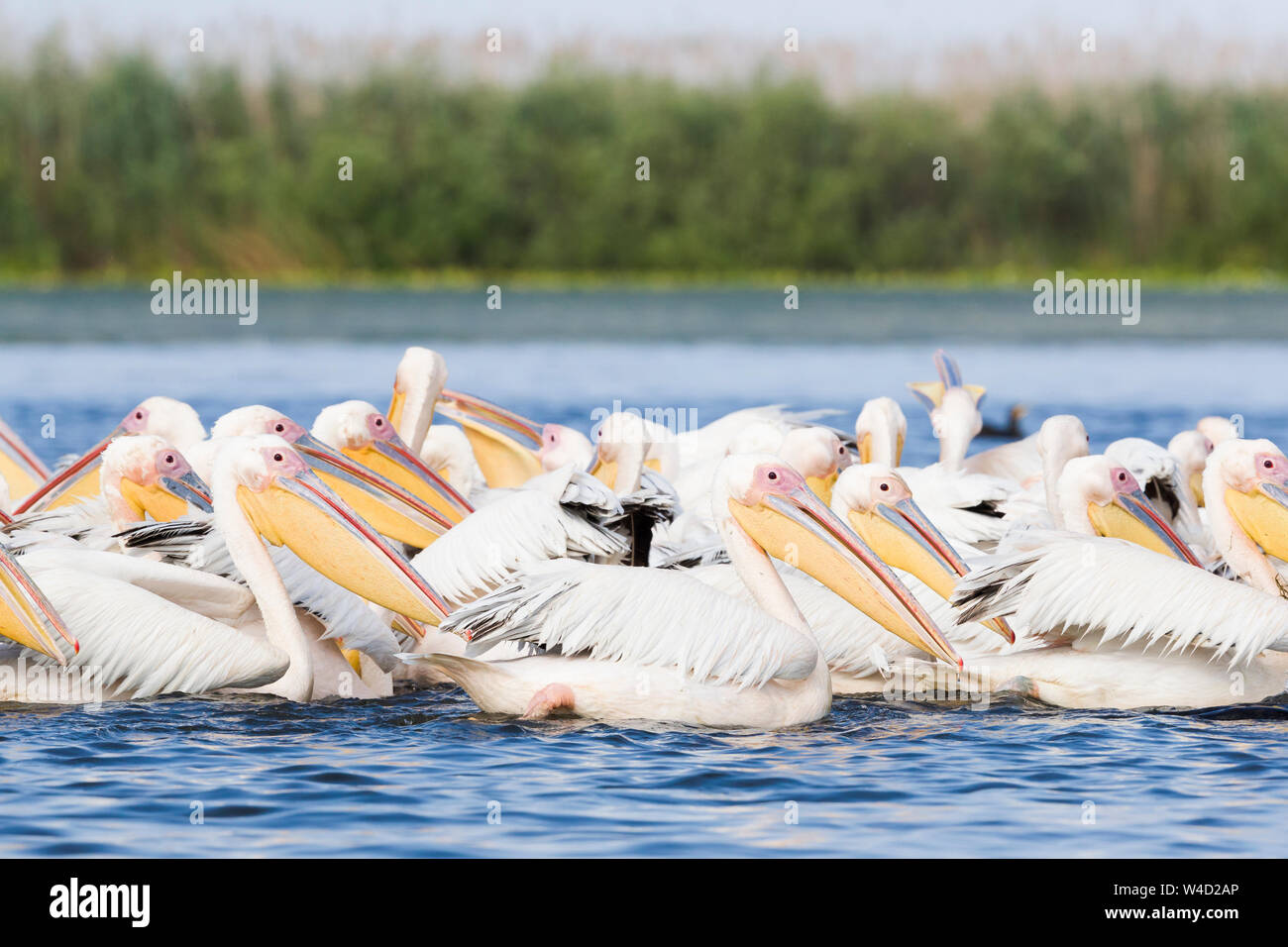 Pelikane im Donaudelta Stockfoto