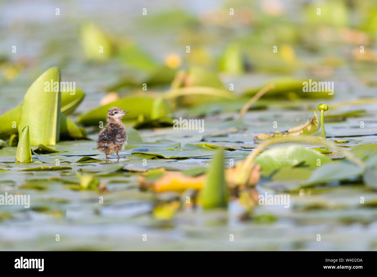 Whiskered tern Küken auf Lily Pads Stockfoto