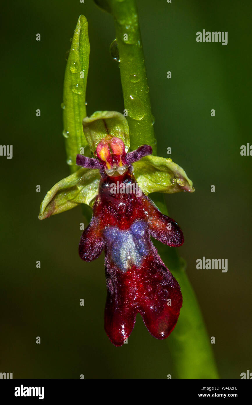 Ophrys insectifera, die Fliege Orchidee, Fliegen Ragwurz (Ophrys insectifera) Stockfoto