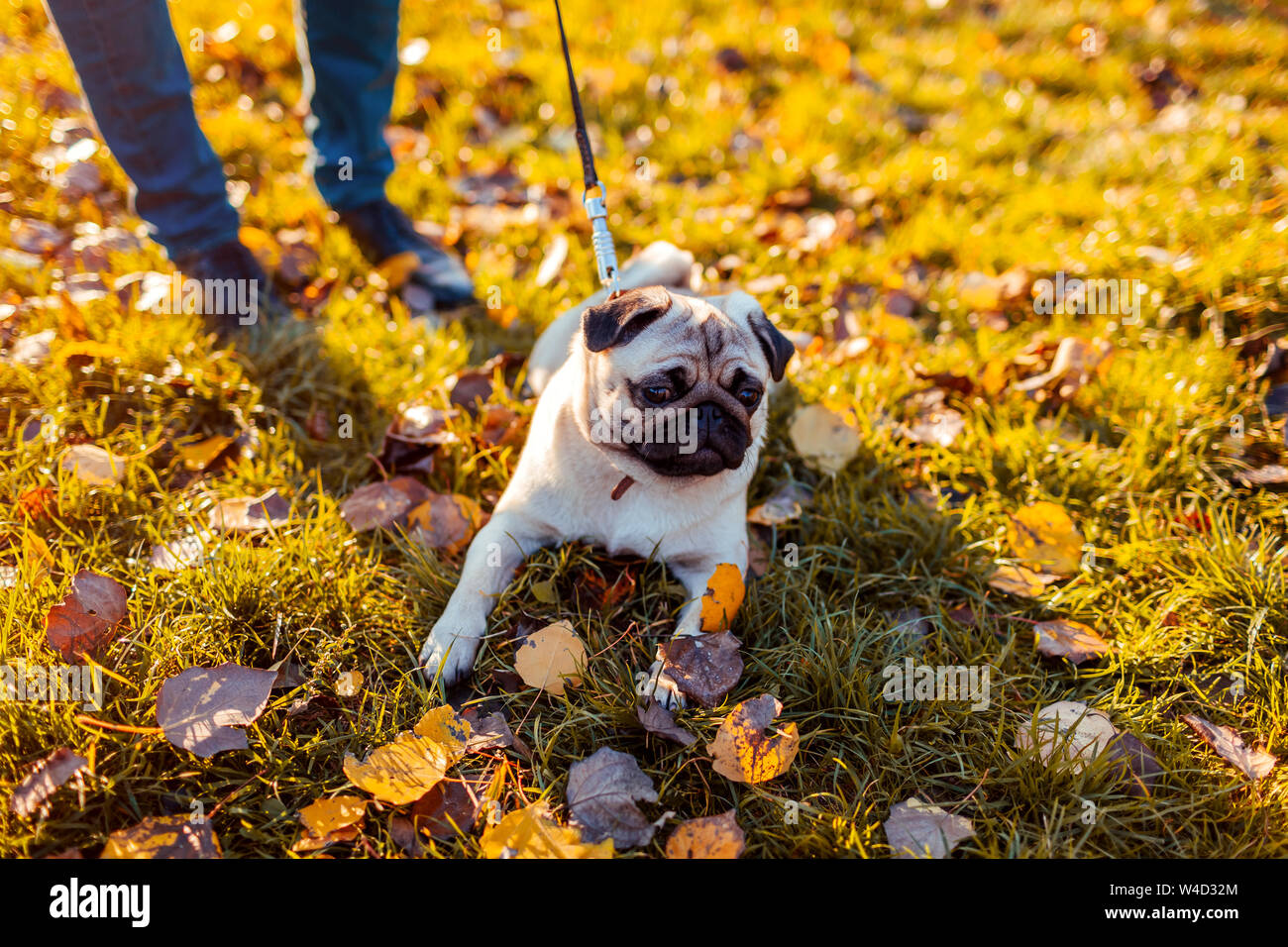 Master walking Mops Hund im Herbst Park. Happy puppy sitzen auf Gras durch die Beine des Mannes