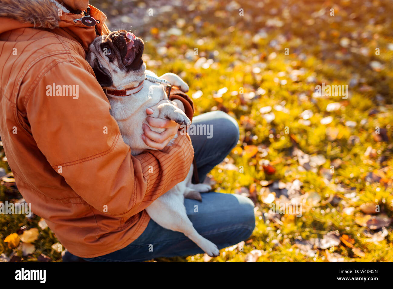 Master holding Mops Hund in die Hände im Herbst Park. Happy puppy Suchen auf Mensch und Zunge. Hugging pet Stockfoto