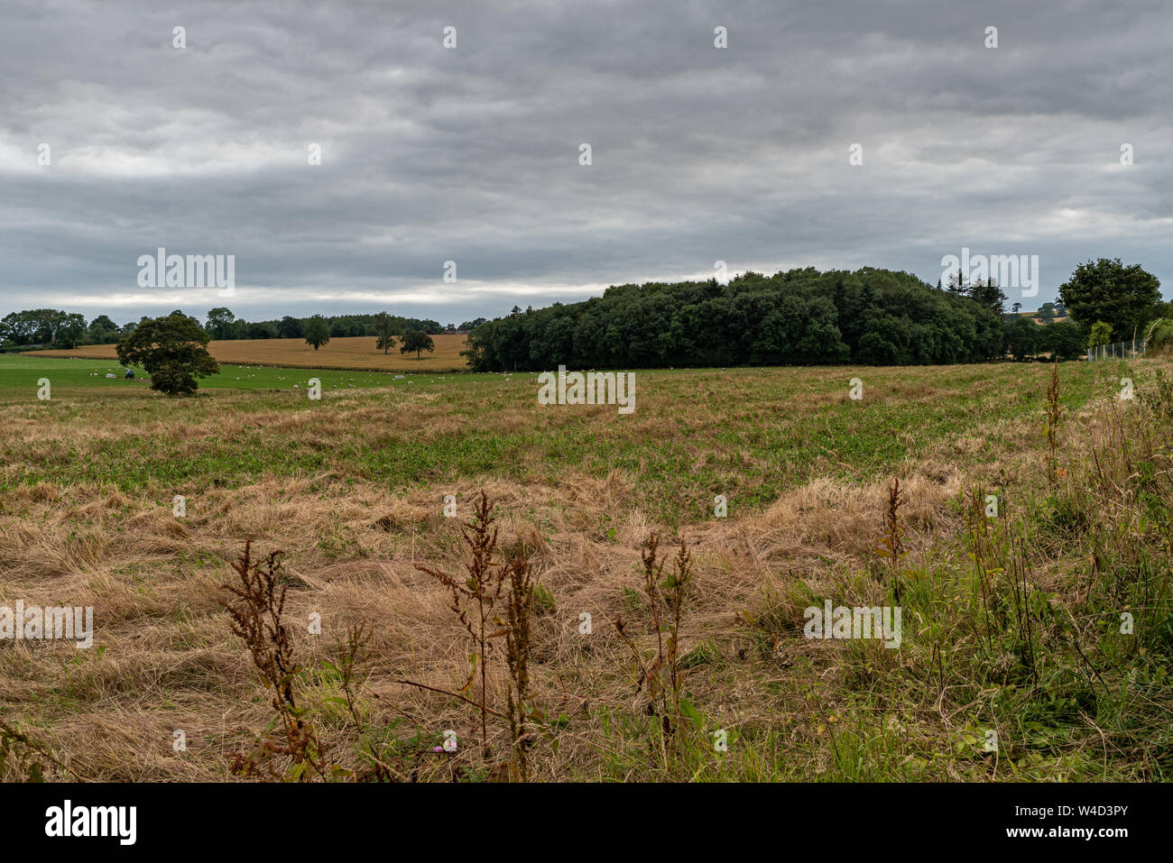 Cockshutt Holz bei Sonnenuntergang in der Shropshire Gebiet von außergewöhnlicher natürlicher Schönheit Landschaft. Stockfoto