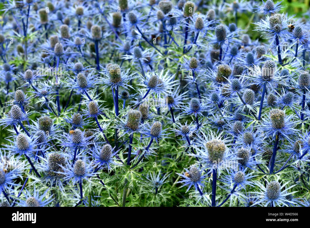 Ein Büschel des blauen Eryngium Blumen. Stockfoto