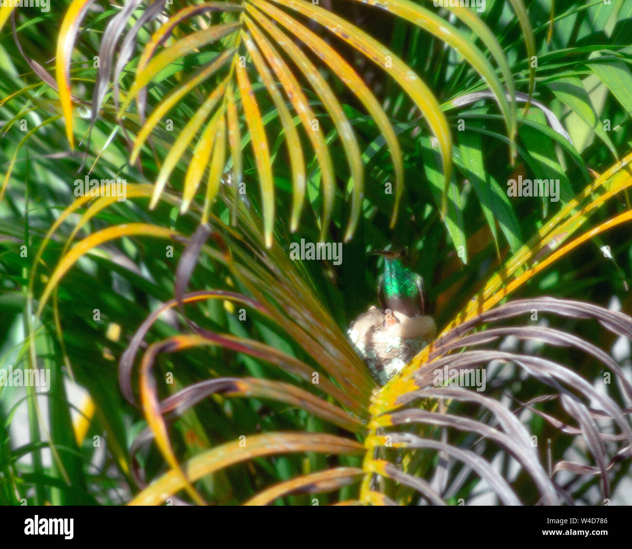 Costa Rica Kolibris Nesting Stockfoto