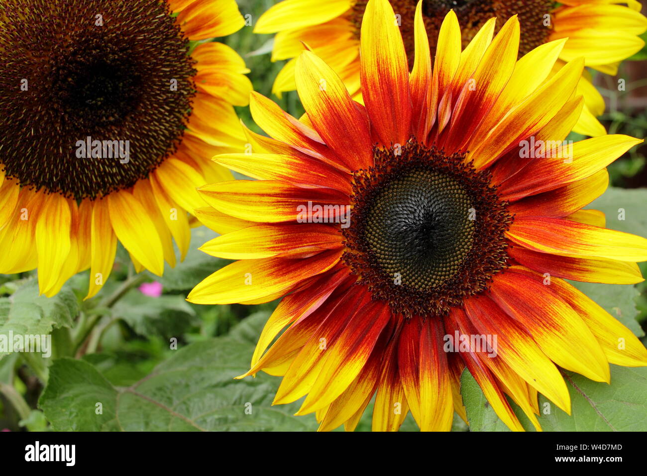 Helianthus annuus 'Firecracker' Zwerg Sonnenblumen im Garten Grenze im Juli. Großbritannien Stockfoto