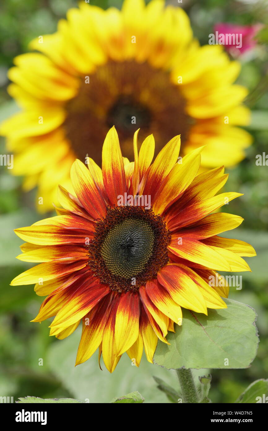 Sonnenblumen garten Fotos und Bildmaterial in hoher Auflösung Alamy
