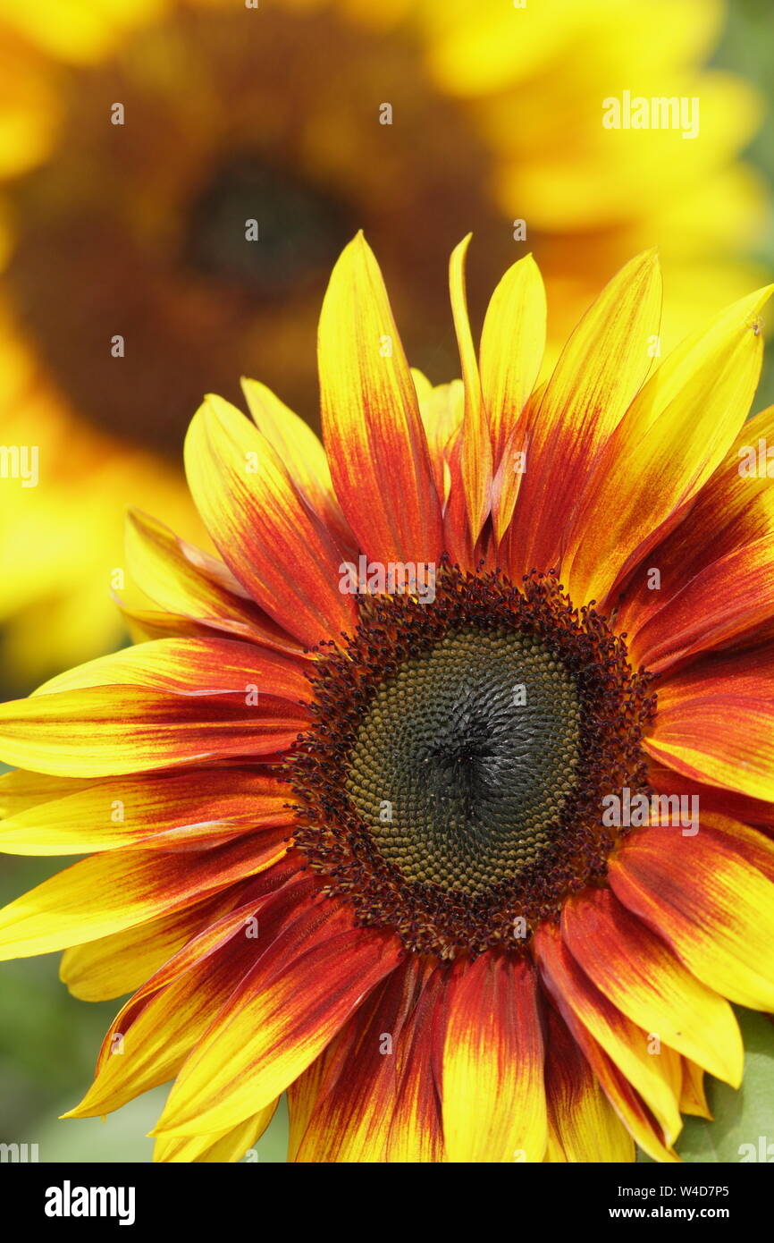 Helianthus annuus 'Firecracker' Zwerg Sonnenblumen im Garten Grenze im Juli. Großbritannien Stockfoto