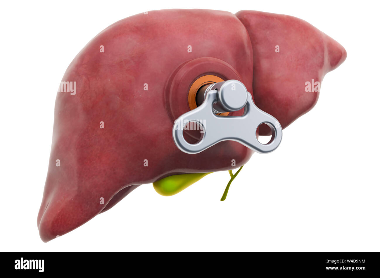 Die menschliche Leber mit wind-up-Taste. Behandlung und Verwertung Konzept. 3D-Rendering auf weißem Hintergrund Stockfoto