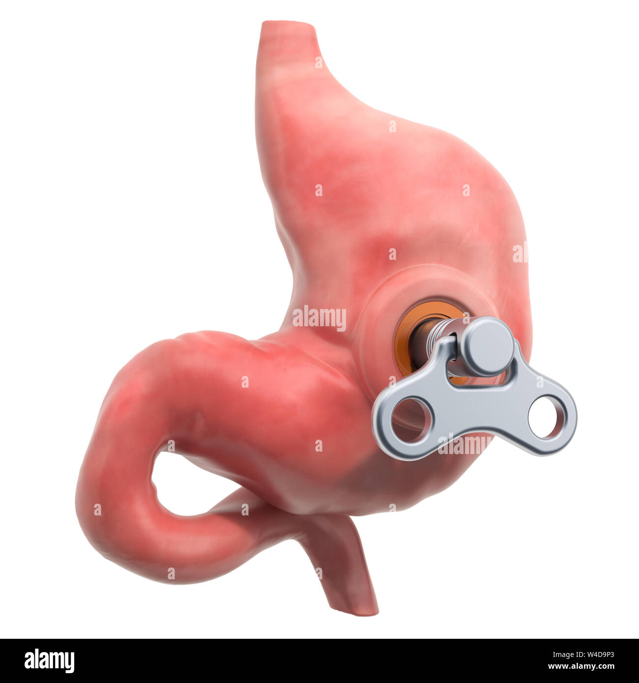 Menschlichen Magen mit wind-up-Taste. Behandlung und Verwertung Konzept. 3D-Rendering auf weißem Hintergrund Stockfoto
