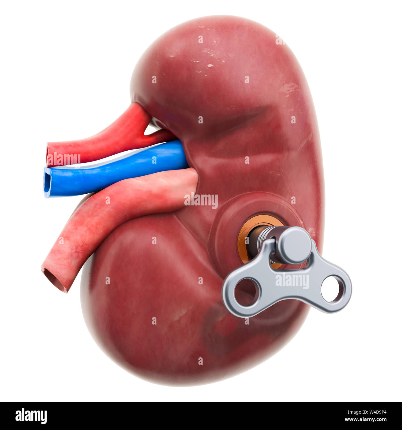 Menschliche Niere mit wind-up-Taste. Behandlung und Verwertung Konzept. 3D-Rendering auf weißem Hintergrund Stockfoto