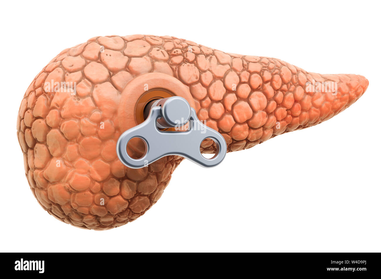 Die menschliche Bauchspeicheldrüse mit wind-up-Taste. Behandlung und Verwertung Konzept. 3D-Rendering auf weißem Hintergrund Stockfoto