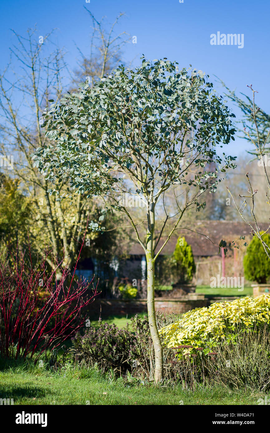Eine junge Eukalyptus Gunnii Baum ausgebildet als kleine Probe mit einer Kugel - Kopf in einen Englischen Garten UK Stockfoto