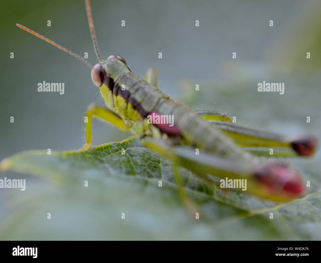 In der Nähe von Grün schräg-faced Heuschrecke auf dem Blatt Stockfoto