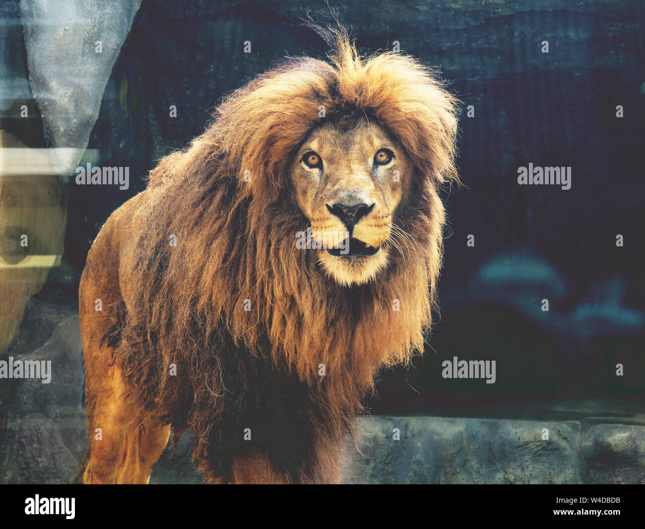 Die Vertraumte Wie Ein Lowe Im Zoo Der Konig Der Tiere Die Grosste Katze Der Welt Die Gefahrlichsten Und Machtige Raubtier Der Welt Stockfotografie Alamy