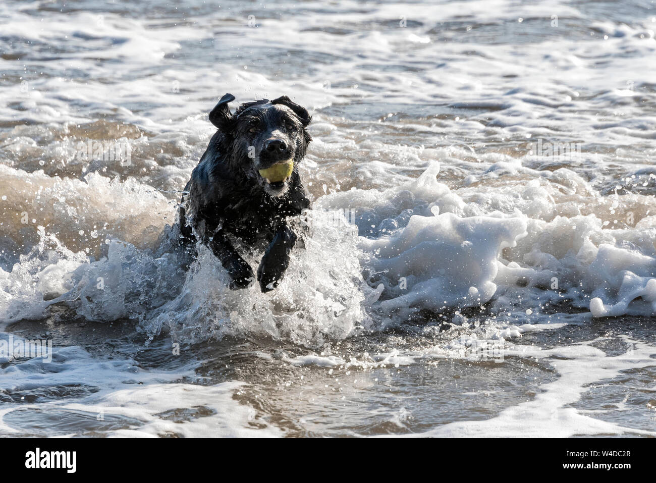 Schwarzer Labrador spielen mit einem Ball auf dem Meer Stockfoto