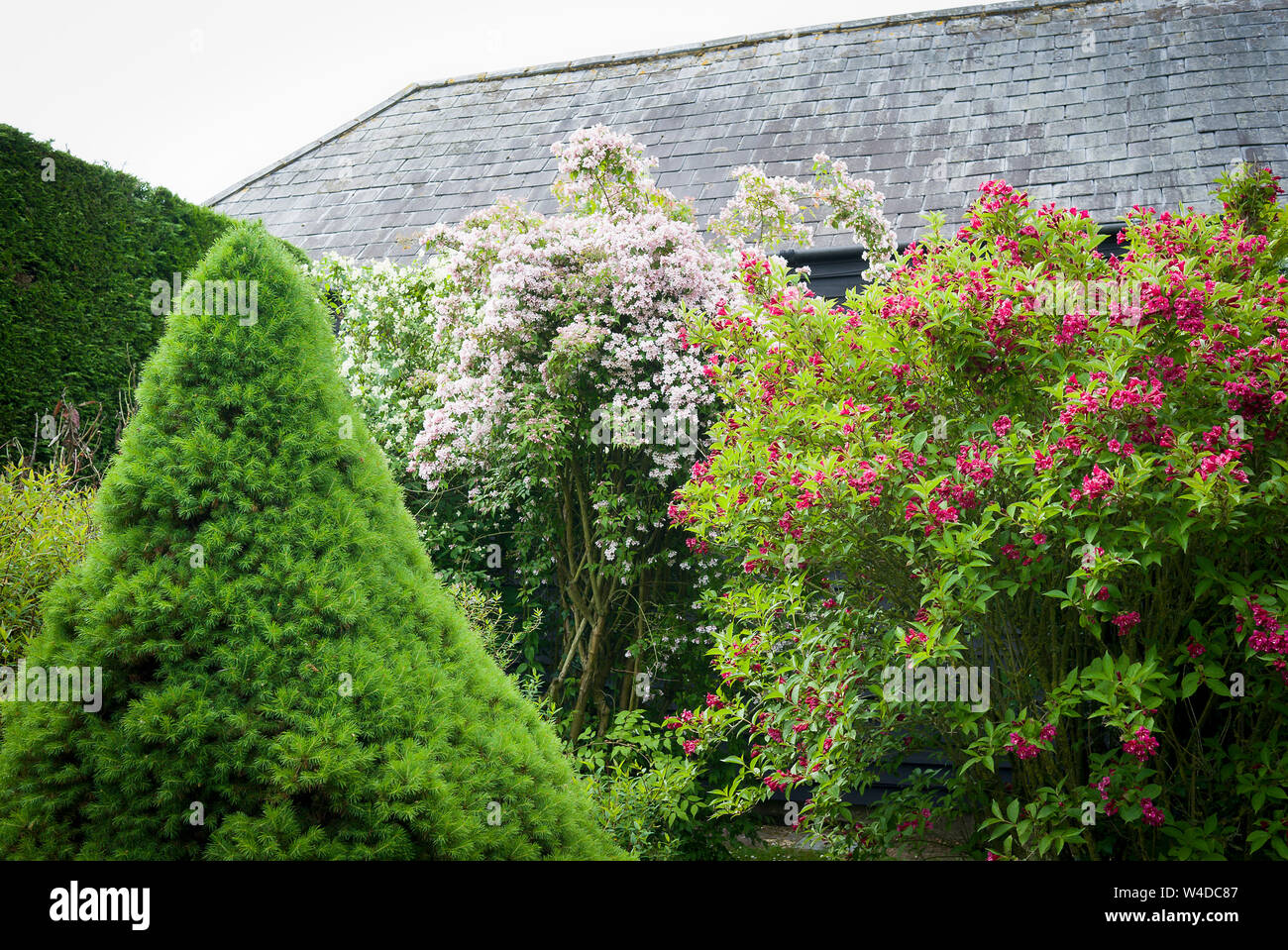 Eine kleine Sträucher Garten mit immergrünen Nadelbäumen und Laubbäumen, Zierpflanzen blühende Weigela und kolkwitzia in einem Englischen Garten Stockfoto