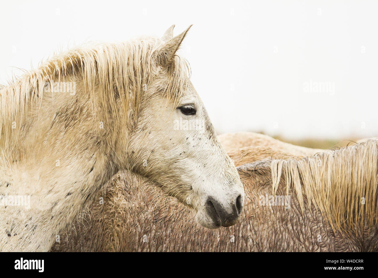 Die Camargue in Frankreich ist berühmt für seine schönen weißen Pferde. Überraschend, dass die Fohlen werden dunkel geboren und langsam weiß wie sie reifen. Stockfoto