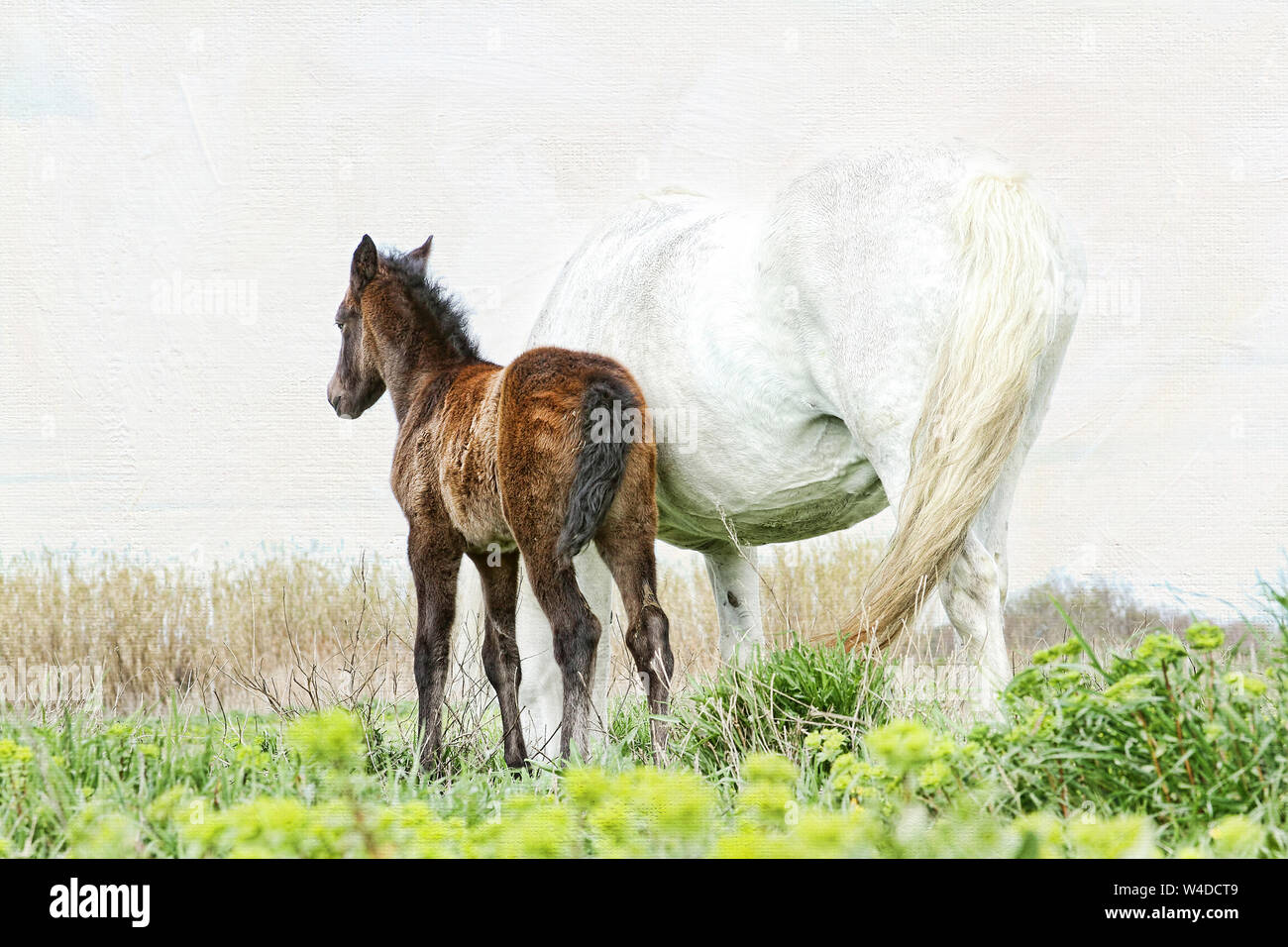 Die Camargue in Frankreich ist berühmt für seine schönen weißen Pferde. Überraschend, dass die Fohlen werden dunkel geboren und langsam weiß wie sie reifen. Stockfoto
