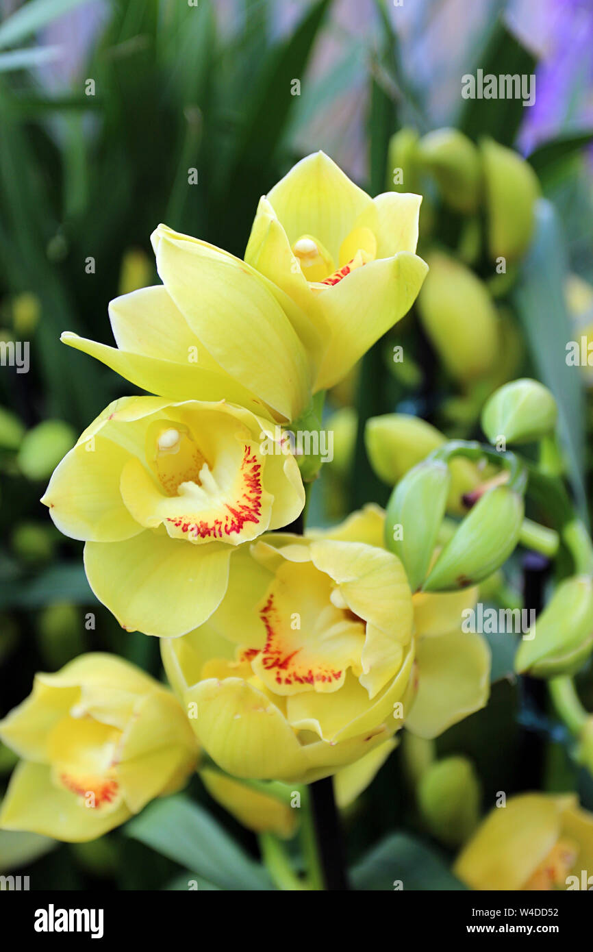 In der Nähe von einen Stiel mit blühenden, gelb Cymbidium Orchideen mit einem unscharfen Hintergrund Stockfoto