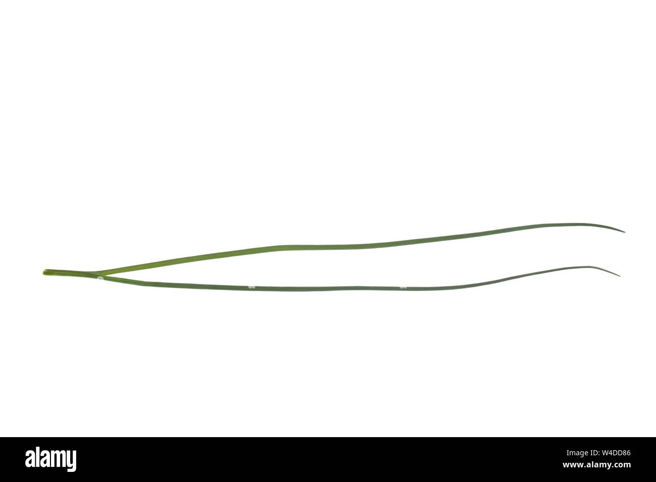 Schnitt-Lauch, Schnittlauch, Allium schoenoprasum, Schnittlauch, La Ciboulette, La civette. Blatt, Blätter, Blatt, Blätter Stockfoto