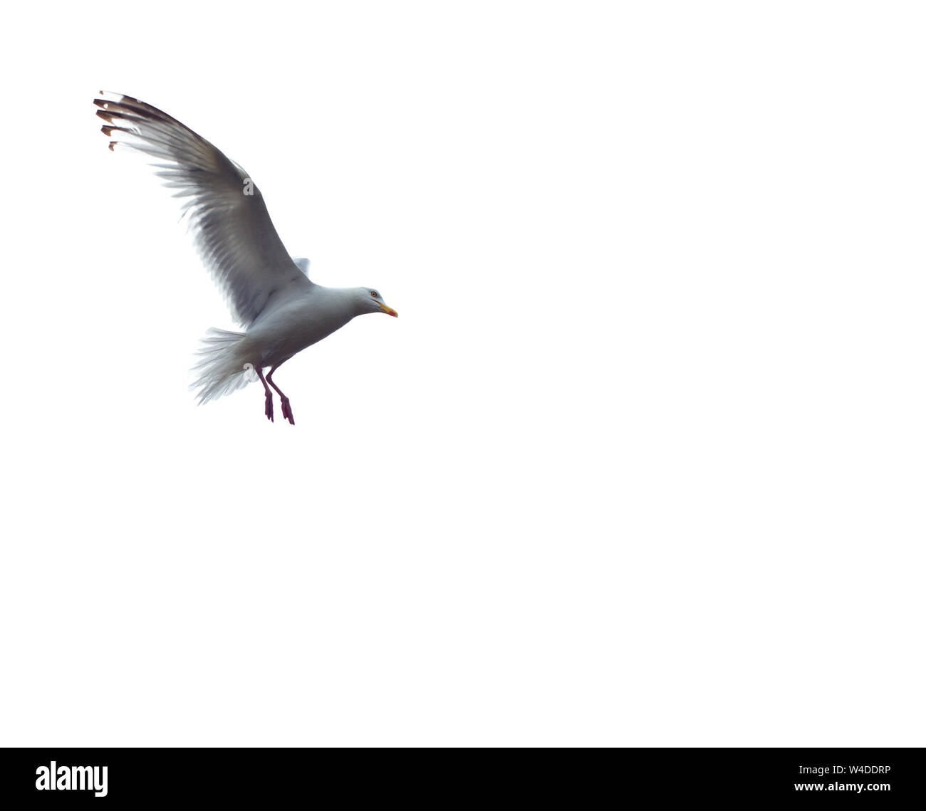 Silbermöwe im Flug Nahaufnahme Stockfoto