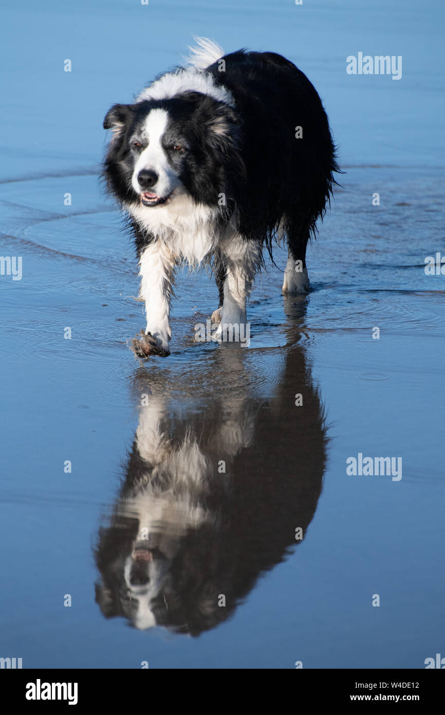 Glücklich auf der Suche schwarze und weiße Border Collie wandern und leckte seine Lippen, alle in den nassen Sand am Strand in Cornwall wider Stockfoto