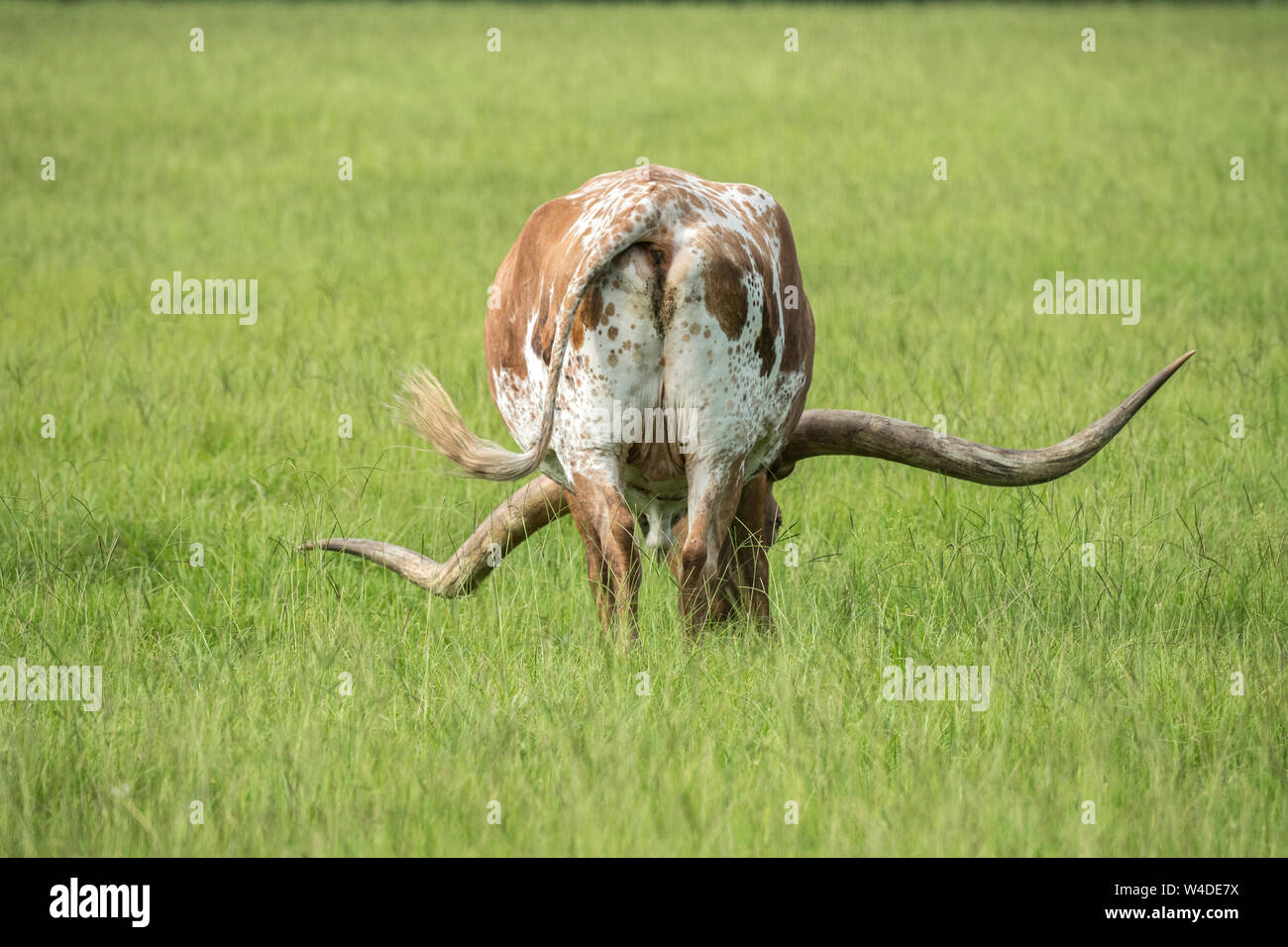 Longhorn Rinder weiden in üppigem Gras Weide Gras Stockfoto