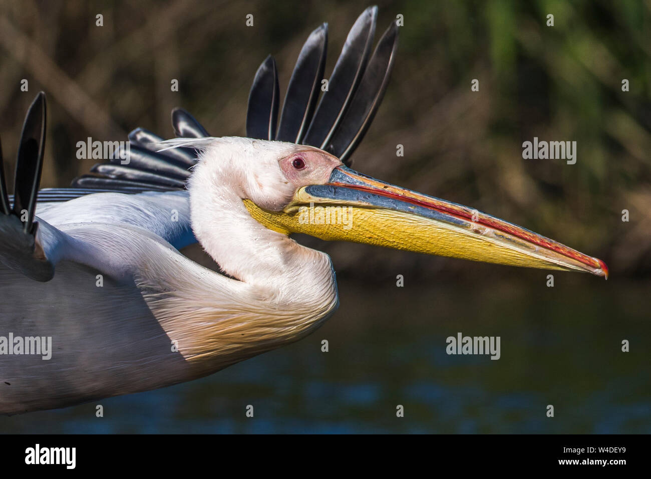 Great White Pelican, White Pelican, rosa Pelikan, weiße Pelikan, Rosapelikan (Pelecanus onocrotalus) Stockfoto