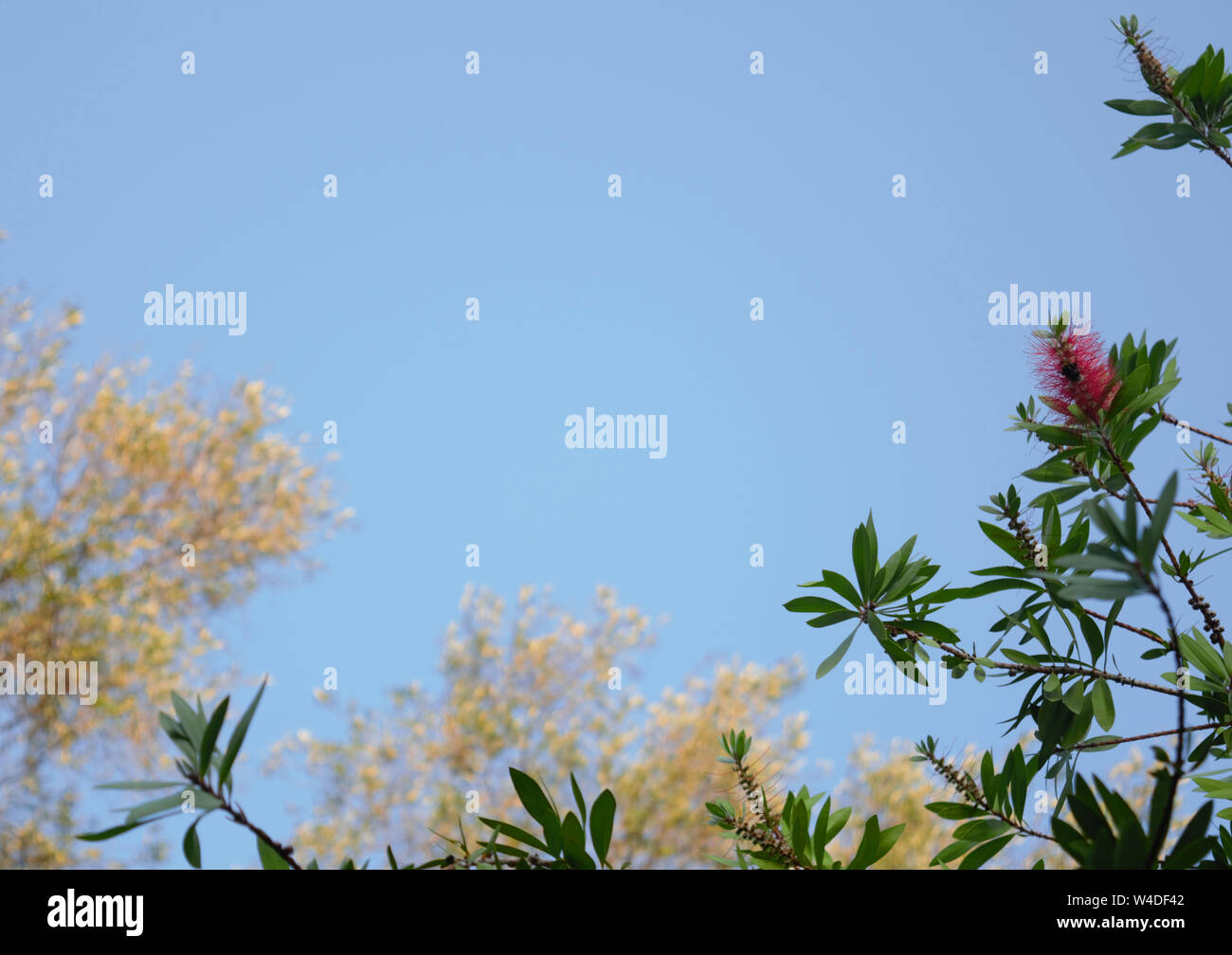 Natürliche Hintergrund, Bilderrahmen von realistischen Bäume und Blumen gefunden im Freien. Kopieren Sie Platz. Für text Stockfoto
