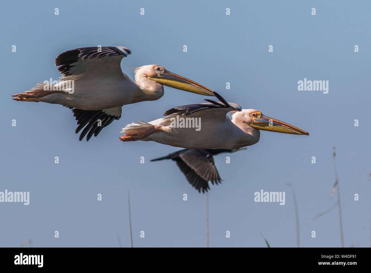 Great White Pelican, White Pelican, rosa Pelikan, weiße Pelikan, Rosapelikan (Pelecanus onocrotalus) Stockfoto