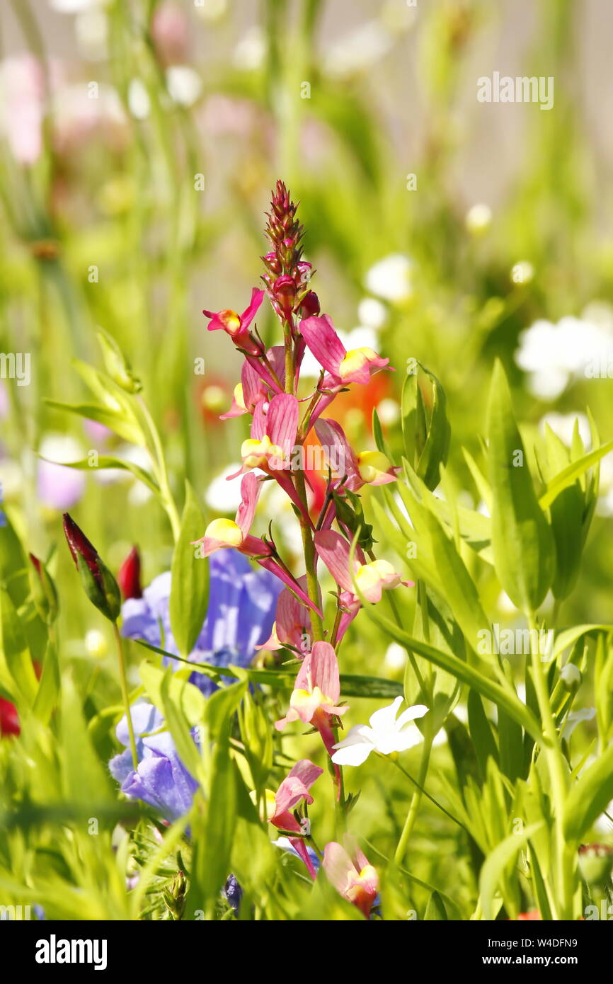 Blumenwiese im Sommer mit verschiedenen bunten Blumen. Diese bunte Pracht Stockfoto