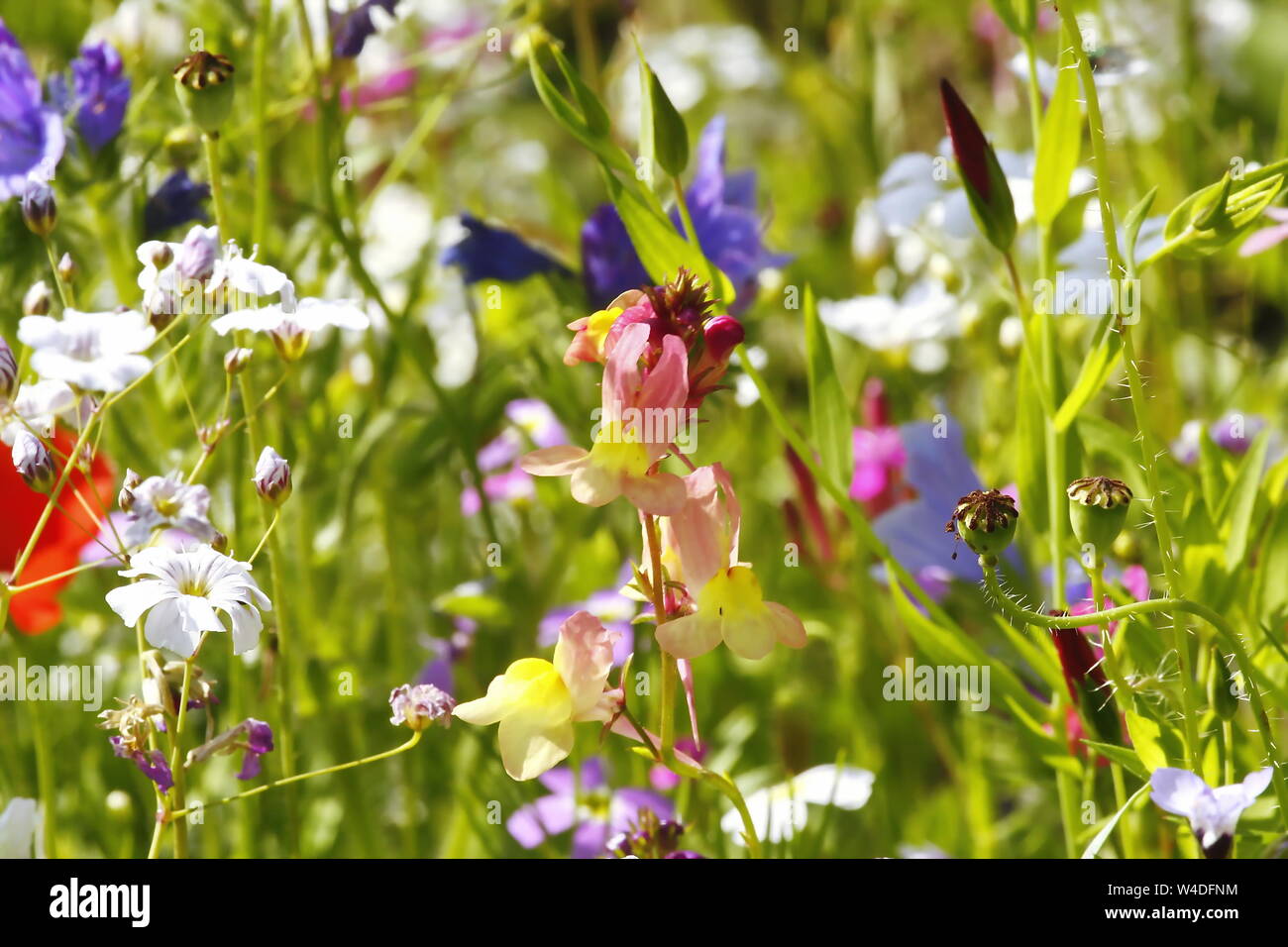 Blumenwiese im Sommer mit verschiedenen bunten Blumen. Diese bunte Pracht Stockfoto