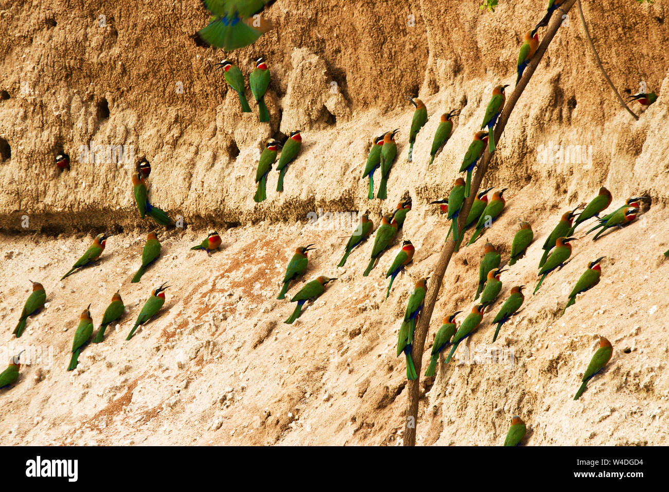 Die white-fronted Bee-eater ist ein Bewohner und kolonialen Mitglied des spectaculalry farbige Familie. Stockfoto