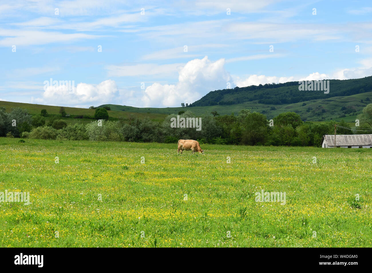 Einsame Kuh weidet auf der offenen Blüte Feld oben in den Bergen Stockfoto