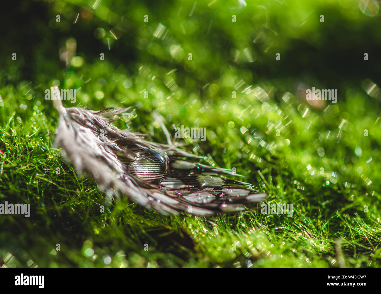 Feder liegt auf grünen Moos Makro Stockfoto