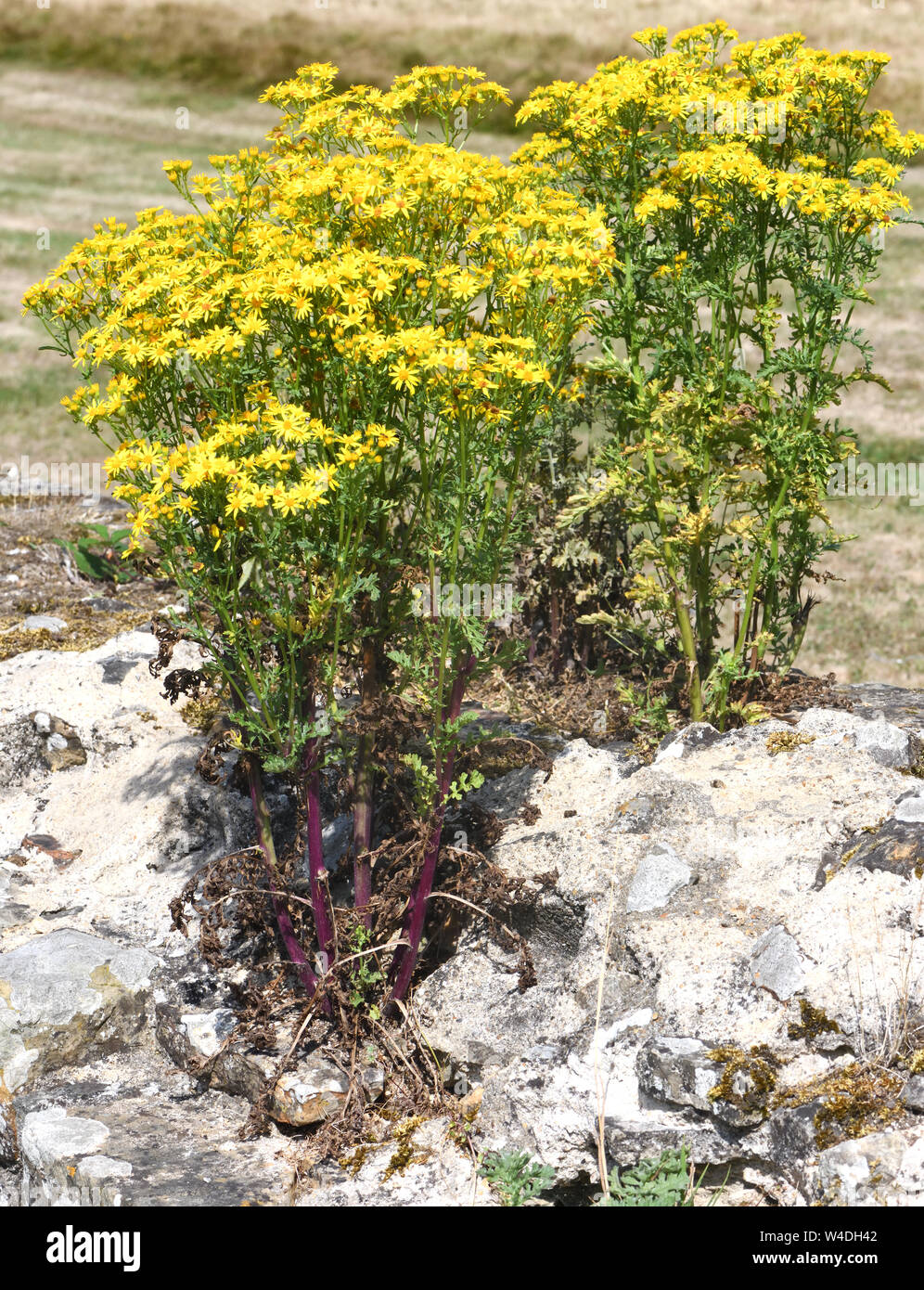 Ragwort (Maculata vulgaris, Cardamine pratensis) mit seinen gelben Blüten wächst auf das ruinierte Sandstein Mauern von Bayham Abbey, Bayham, Sussex, UK. Stockfoto