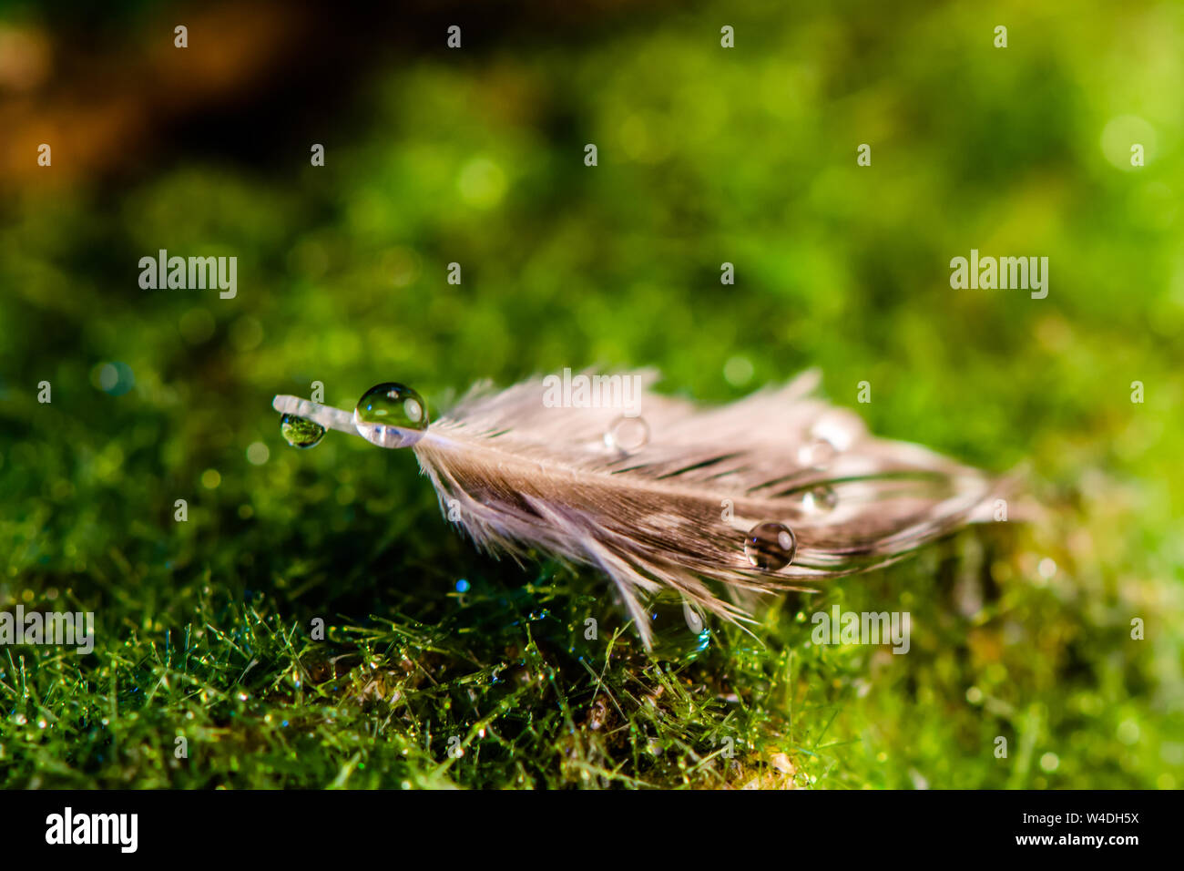 Feder liegt auf grünen Moos Makro Stockfoto