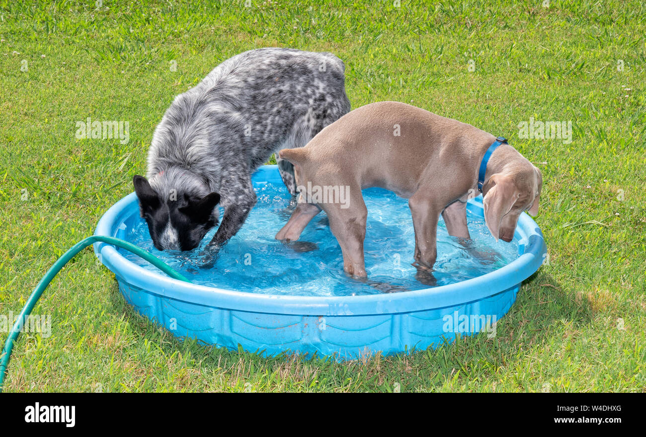 Zwei Hunde spielen in einem Kinderpool, tauchen den Kopf unter Wasser, die anderen beobachten die Spritzer; beide Kühlen an einem heißen Tag Stockfoto