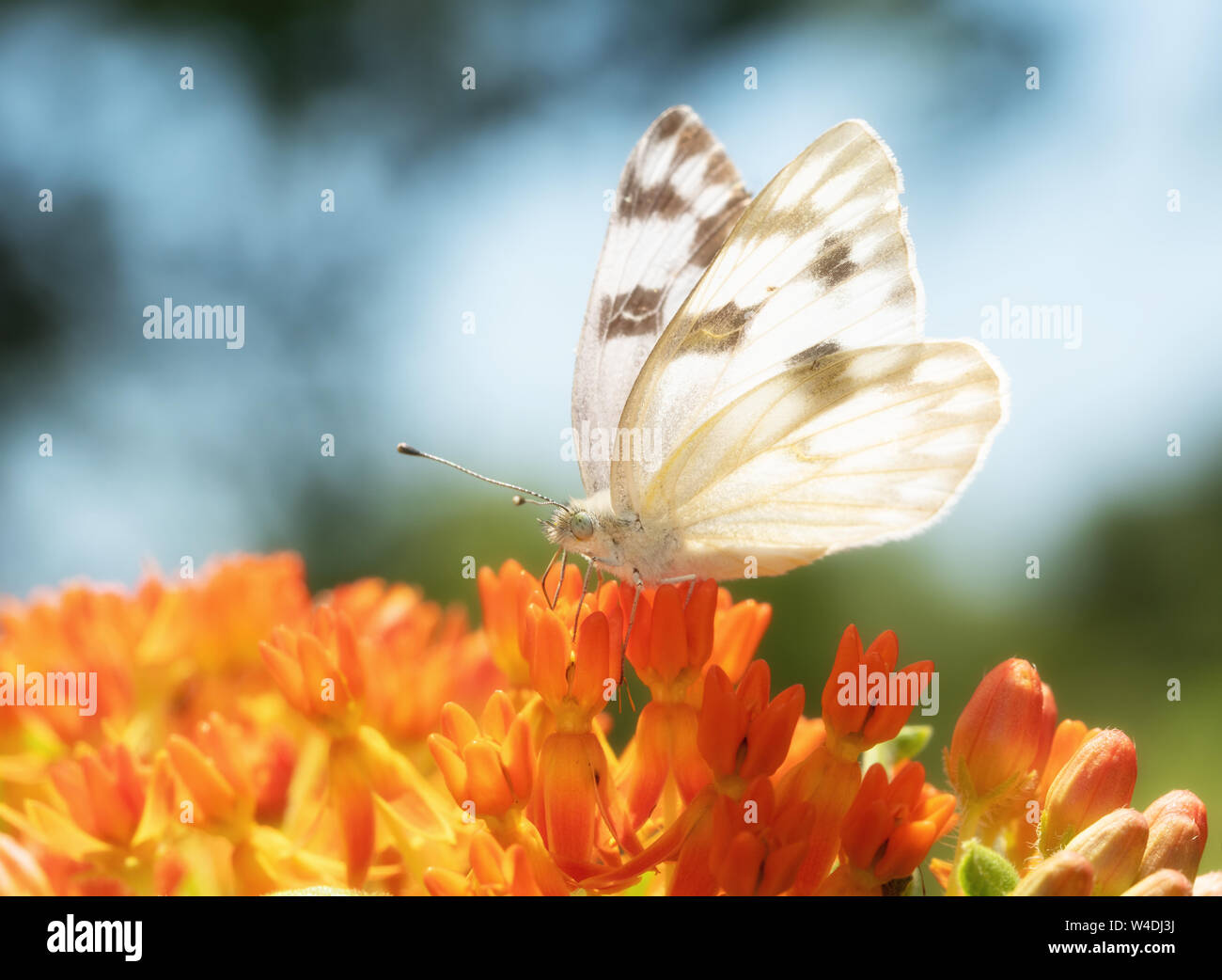 Sunlit kariert weiß Schmetterling Fütterung auf ein orange Asclepias tuberosa Blume Stockfoto