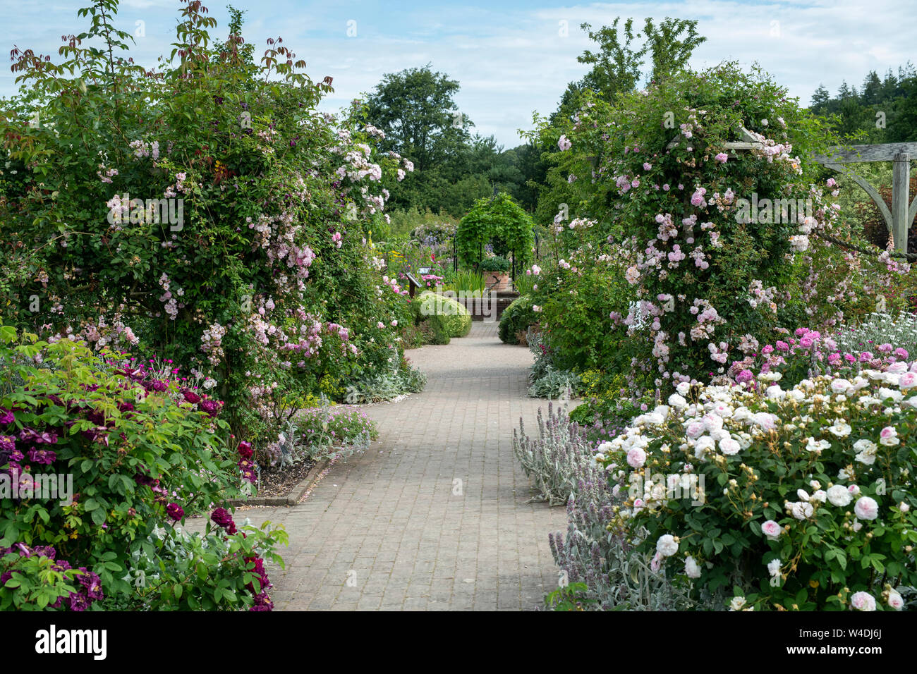 Rosengarten im Sommer an der RHS Rosemoor Gärten, Great Torrington, Devon, England Stockfoto