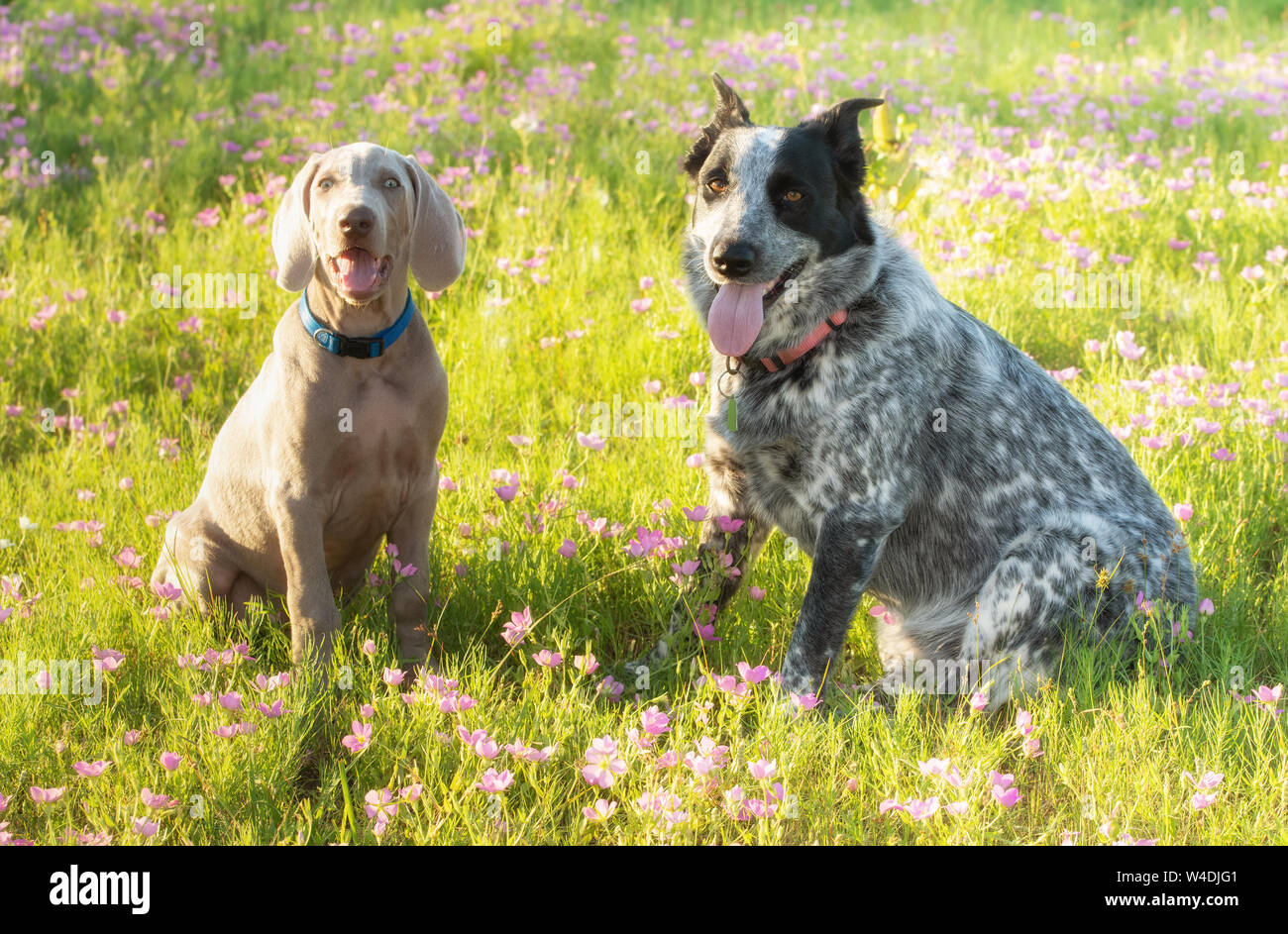Zwei Hunde sitzen auf einer Blumenwiese in der Abendsonne Stockfoto