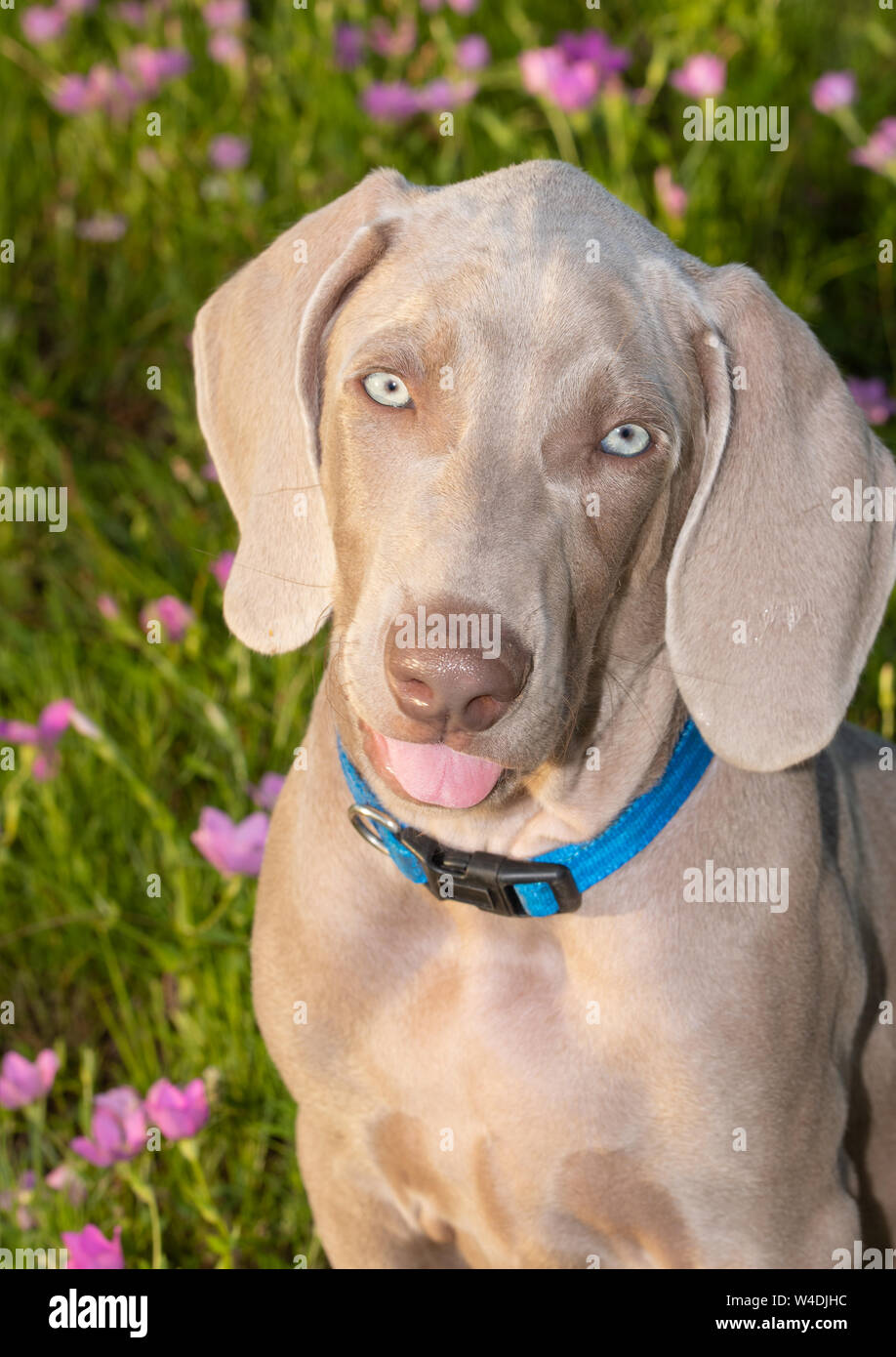 Schöne Weimaraner Welpen auf den Betrachter auf der Suche Stockfoto