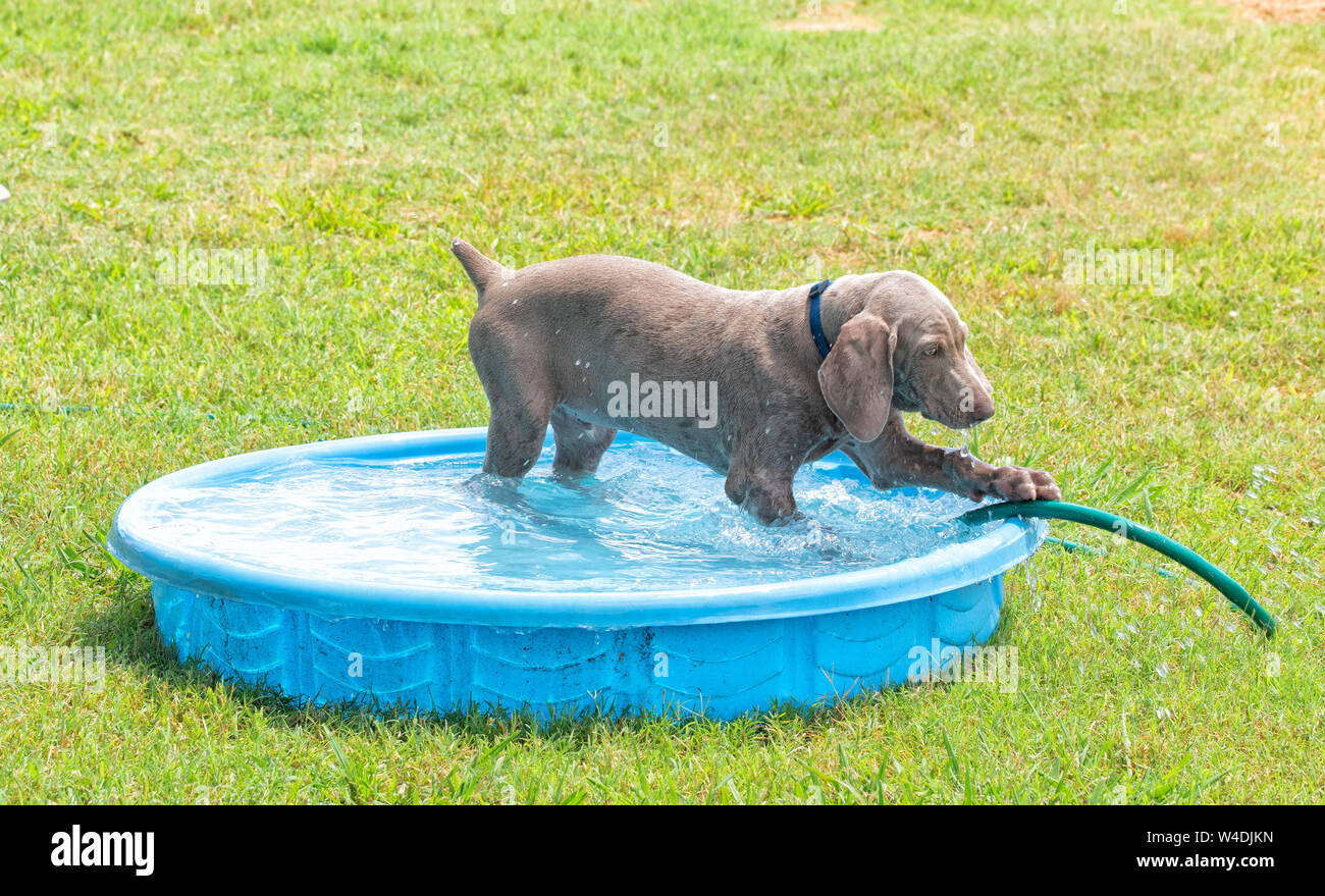 Weimaraner Welpen in einem Pool an einem heissen Sommertag, scharren am Wasserschlauch Stockfoto Weimaraner Welpen in einem Pool an einem heissen Sommertag, scharren am Wasserschlauch Stockfoto